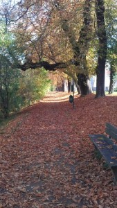 Vogelmauer in Augsburg